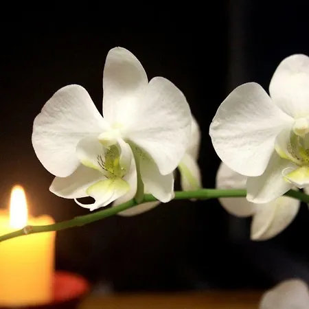 Formosa Infinity Pool * Funchal (Madeira)